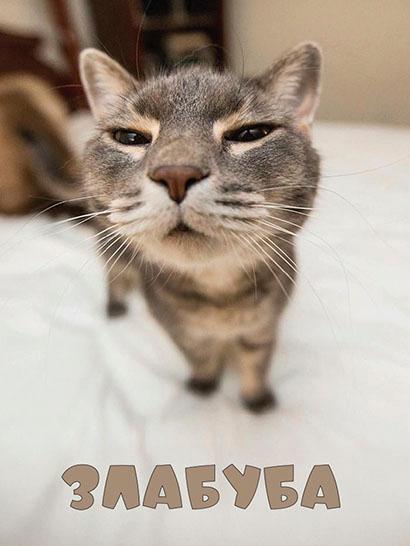 Плед «Кіт Злабуба. Мем. Cat Zlabuba. Meme»